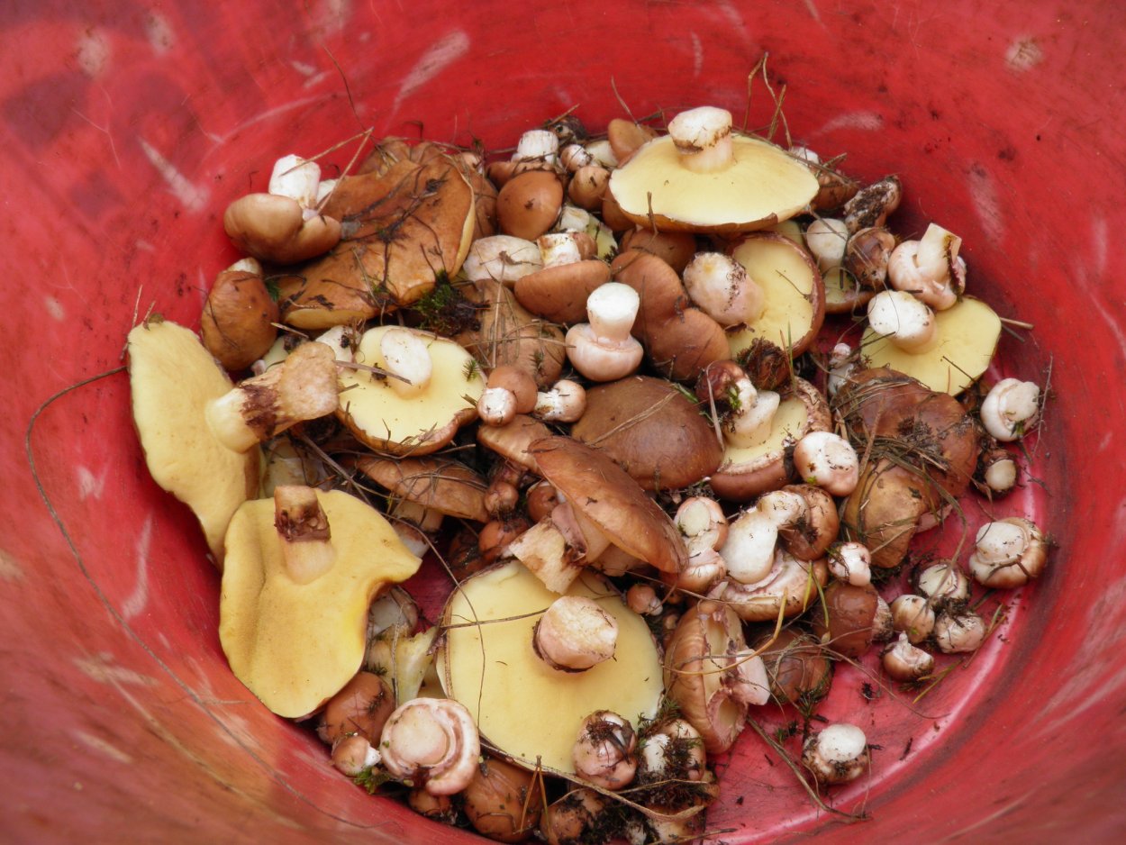 Маслята в Сосновом Бору