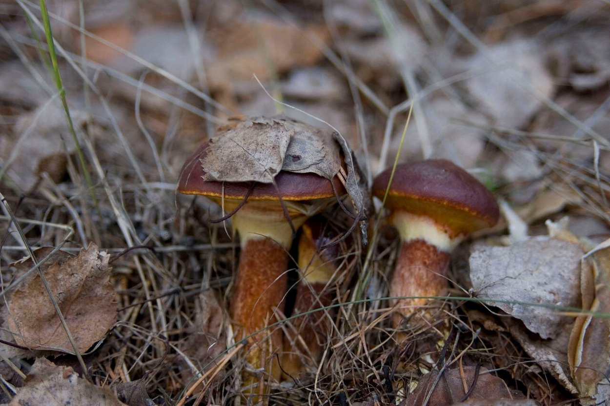 Боровой масленок