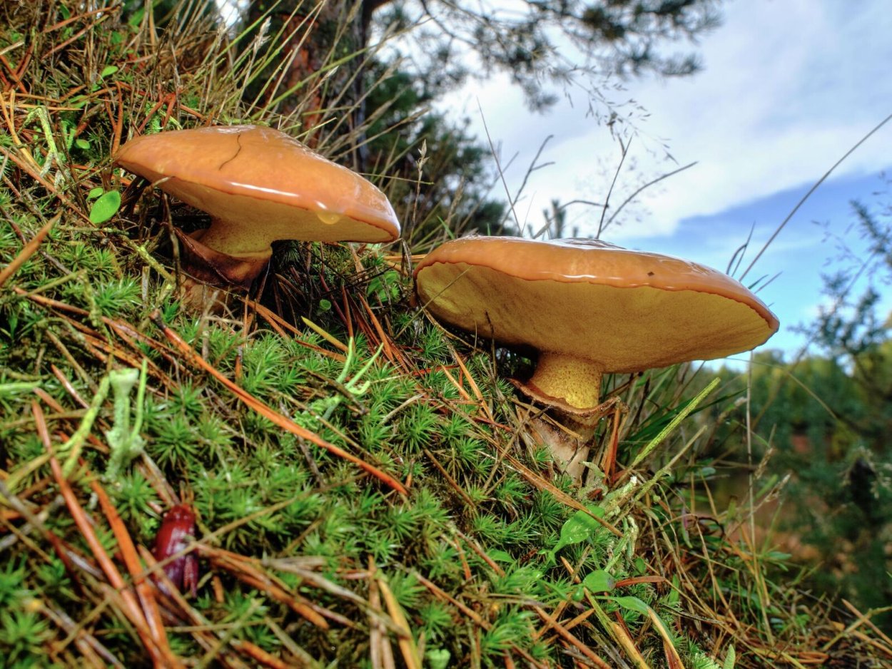 Майские маслята