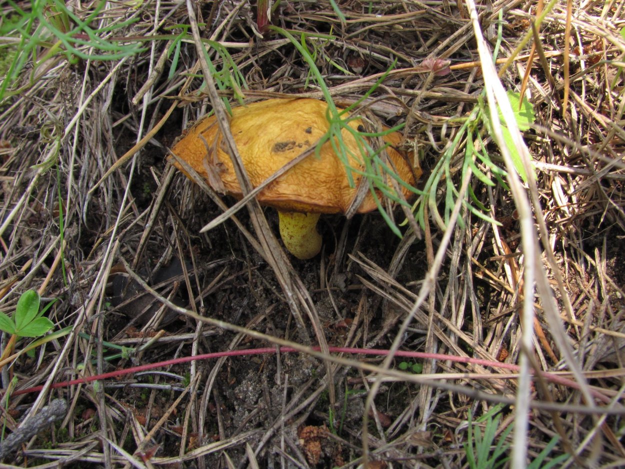 Масленок серый лиственничный