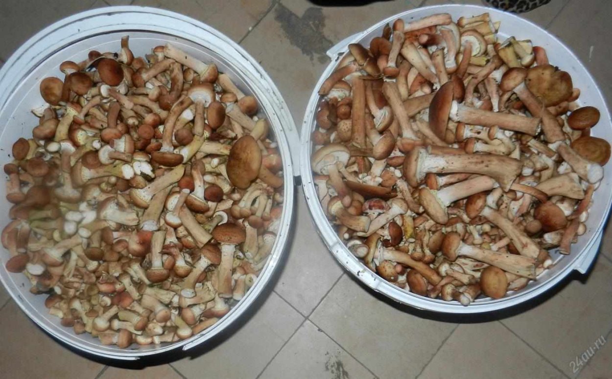 Маслята воротничок