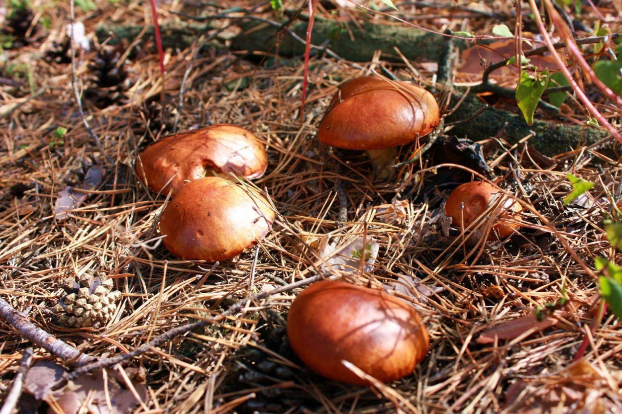 Карелия.Поляна белых грибов