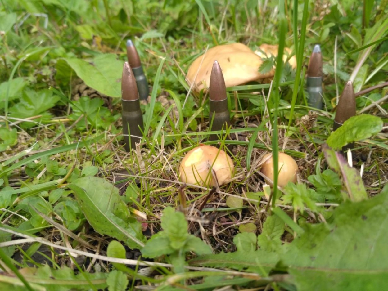 Масленки грибы