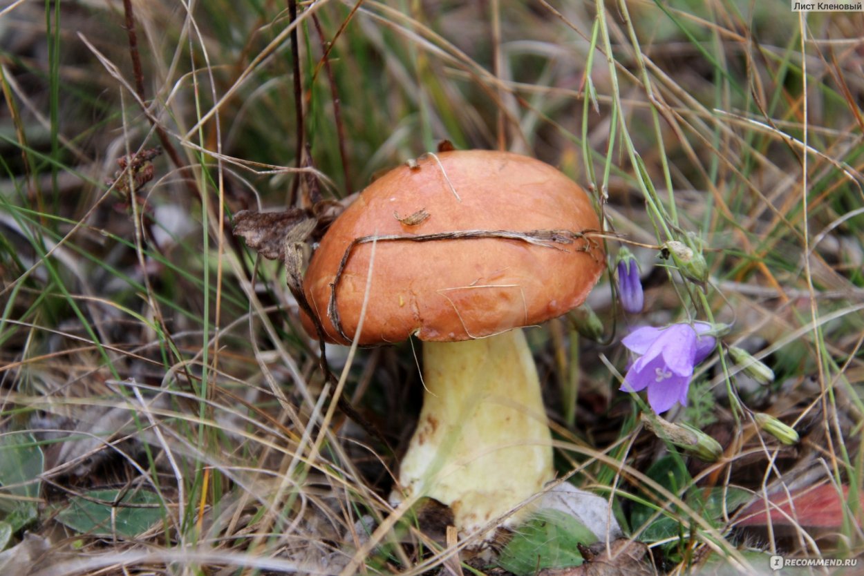 Маслята луговые Байкал