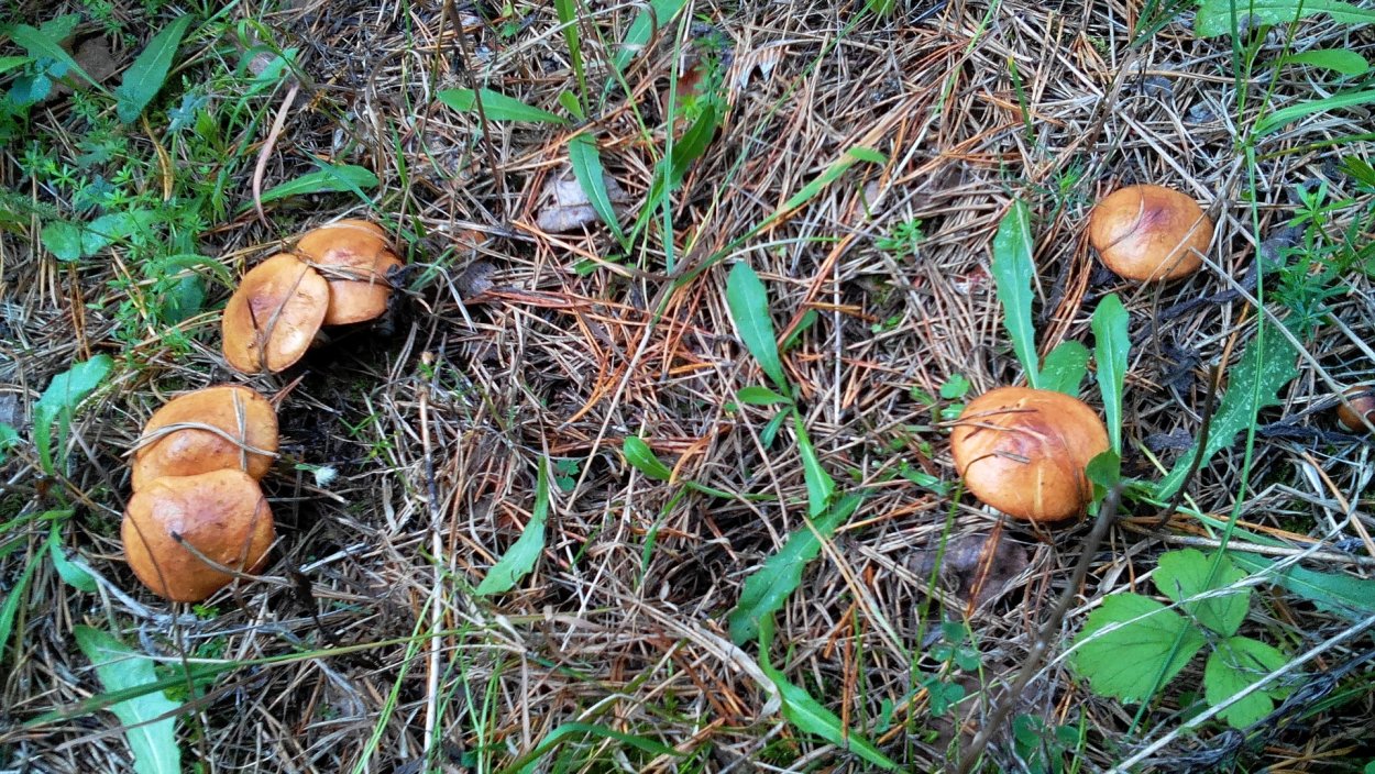 Боровые маслята ложные