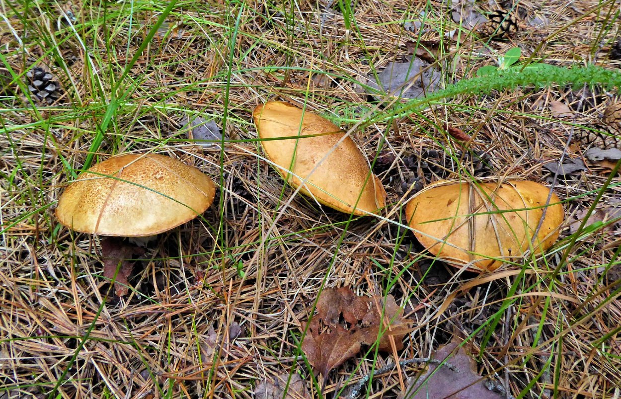 Маслята луговые
