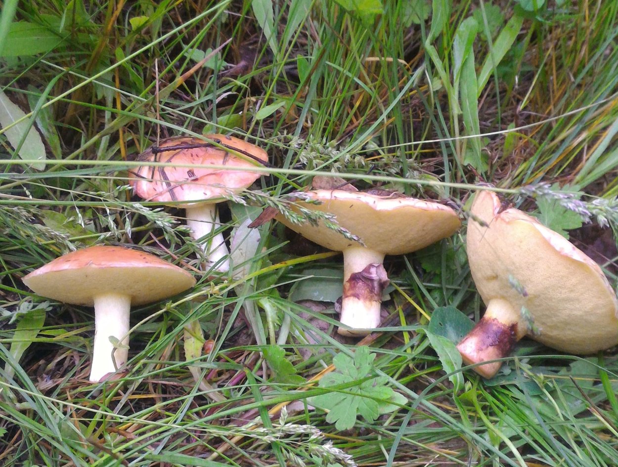 Маслята полевые фото