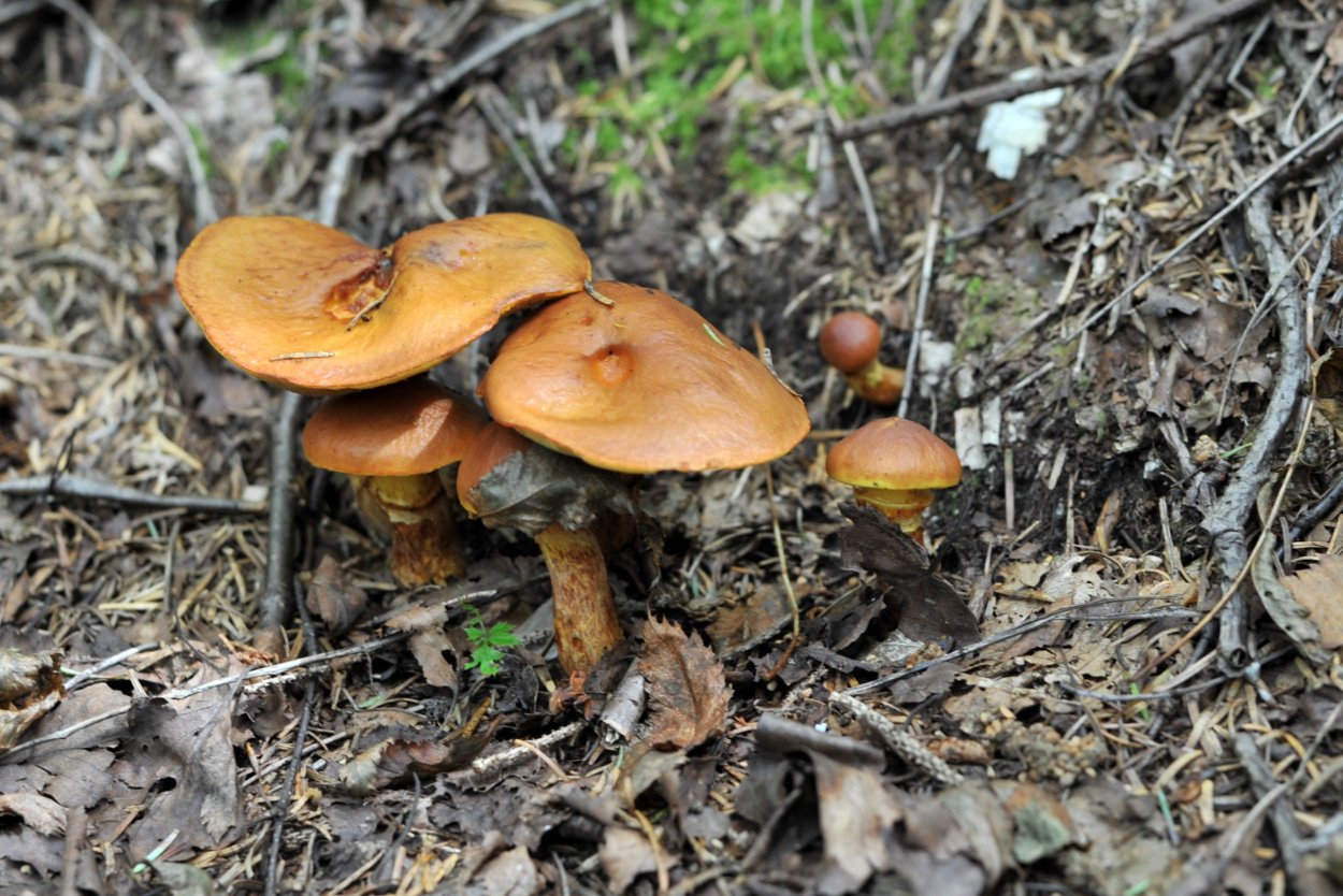 Опята в Черноземье