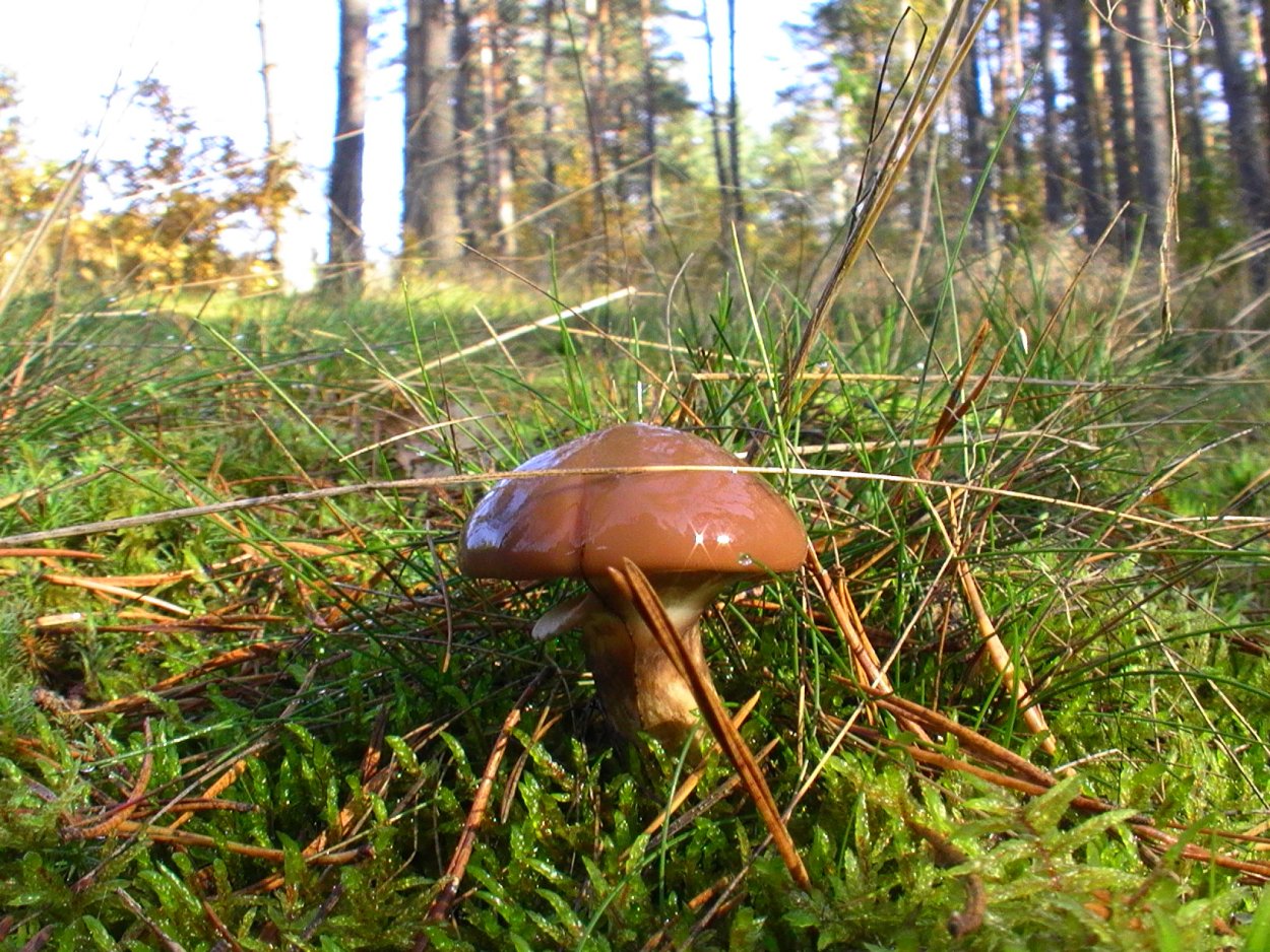 Маслята луговые