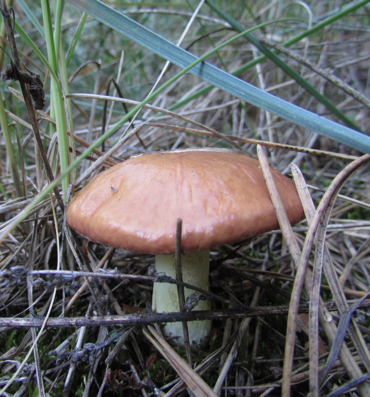 Масленок зернистый съедобный