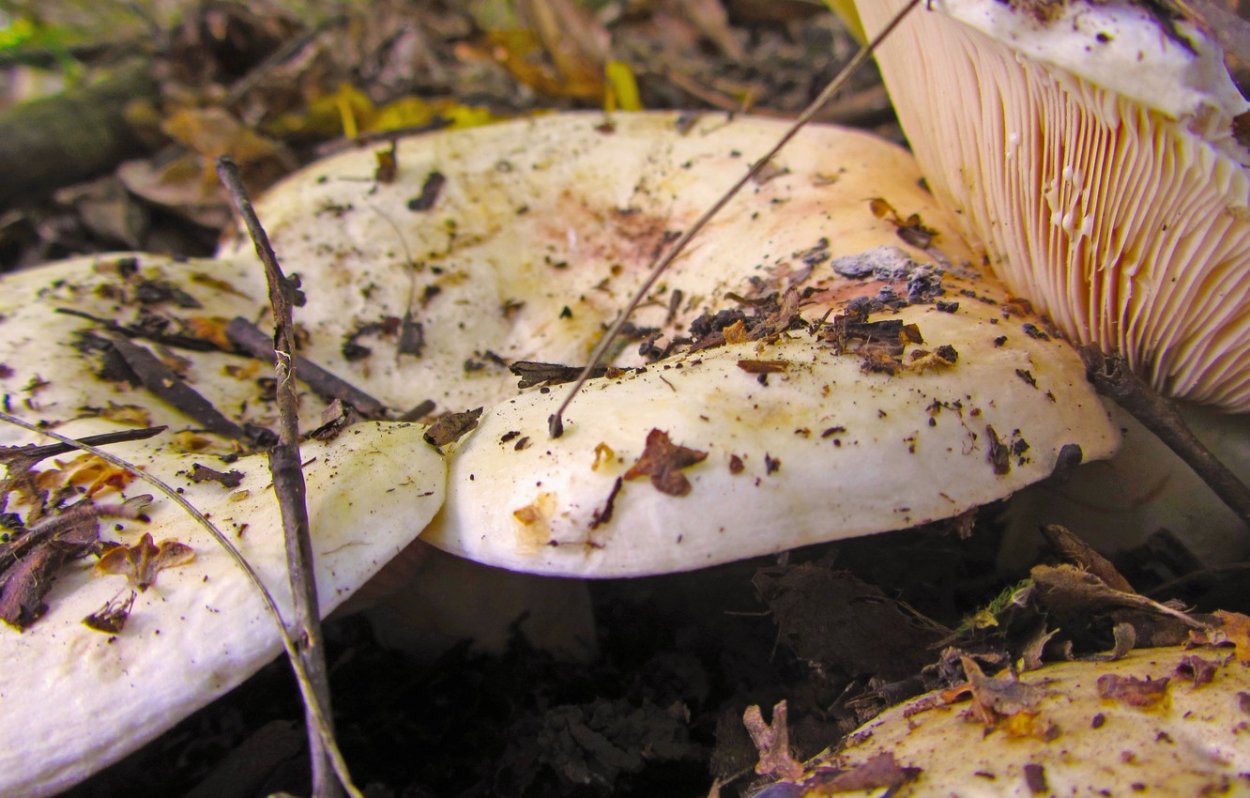 Груздь Дальневосточный