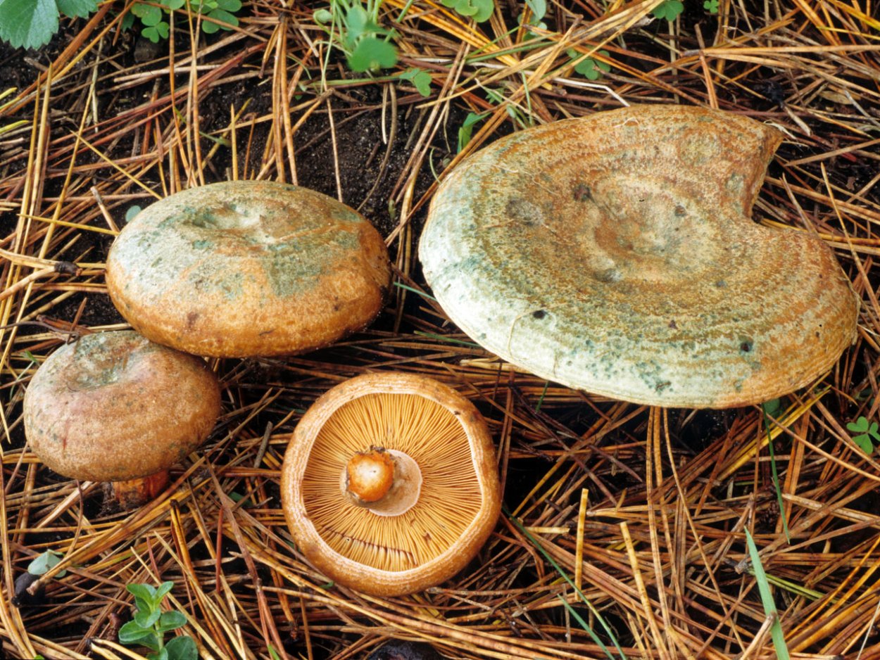 Рыжик Сосновый/Боровой (Lactarius deliciosus);