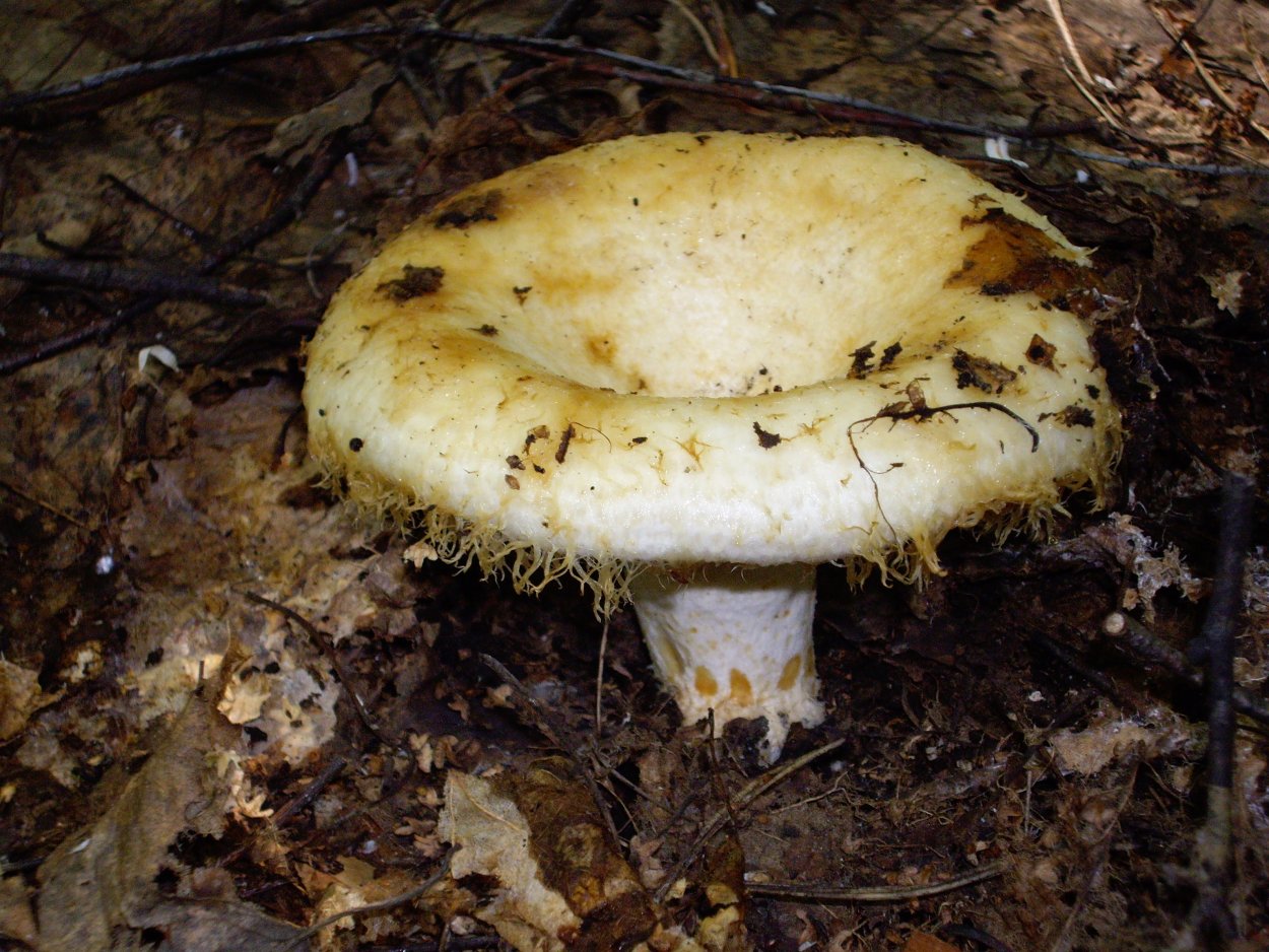 Груздь настоящий (Lactarius resimus)