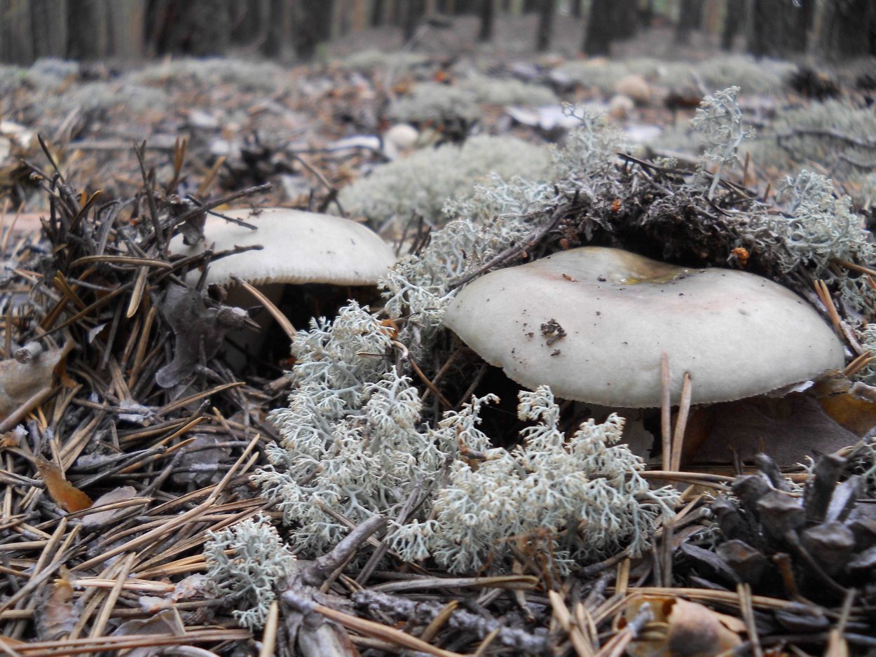 Грузди в Якутии