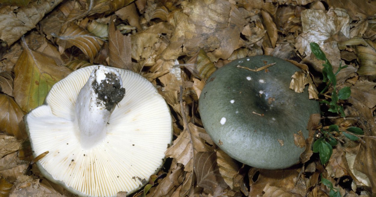 Черный груздь груздянка