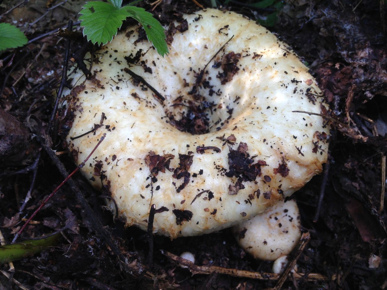 Скрипица . Подгруздок белый