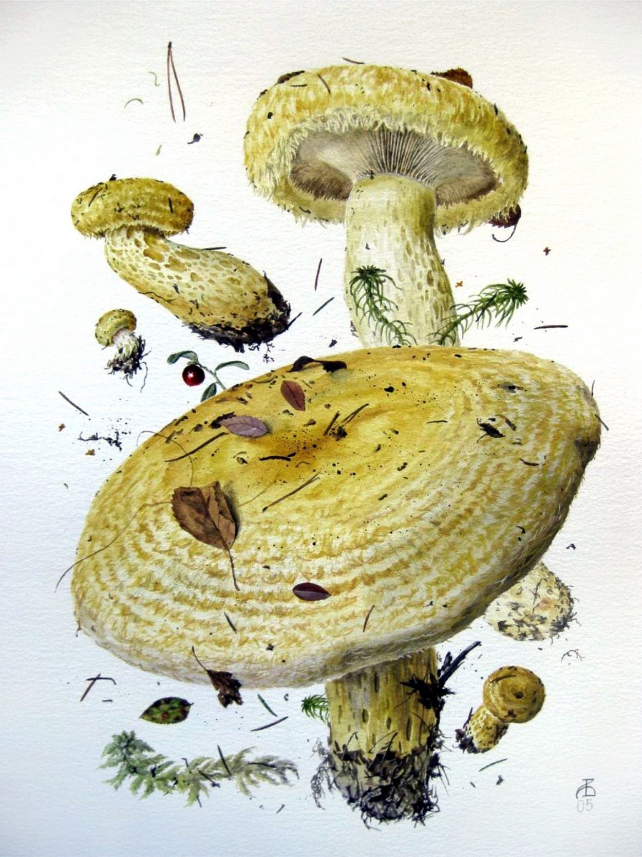 Александр Вязьменский грибы