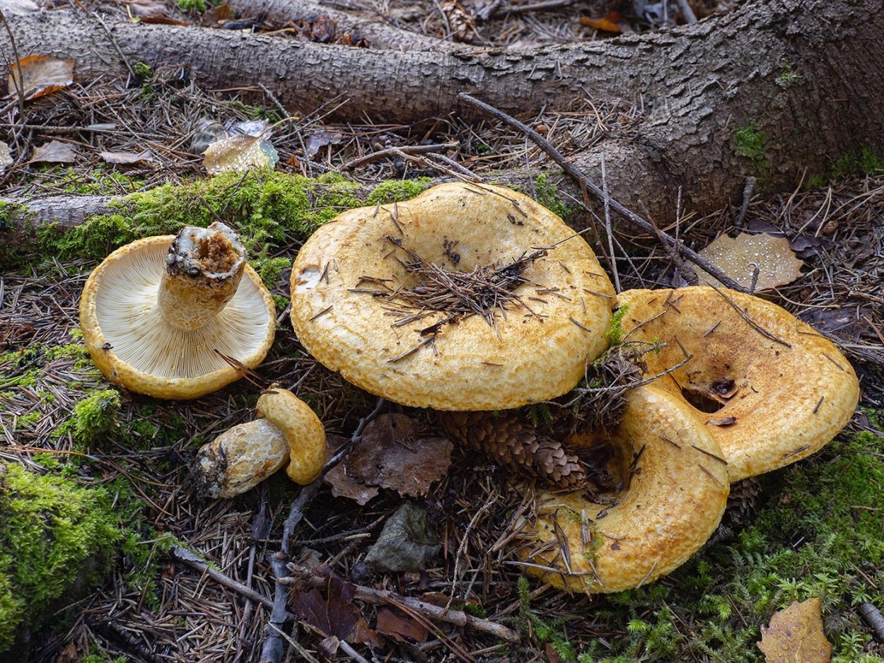 Груздь жёлтый Lactarius scrobiculatus