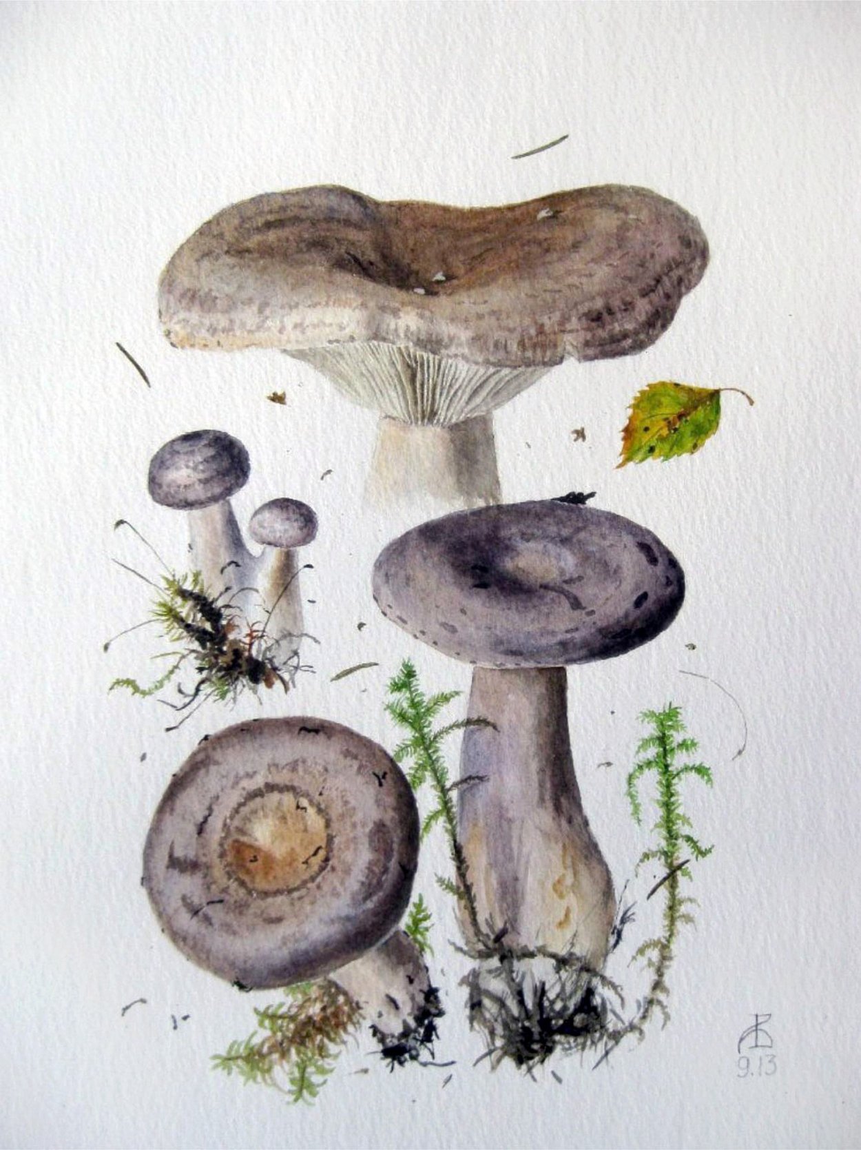 Акварельные грибы Александра Вязьменского