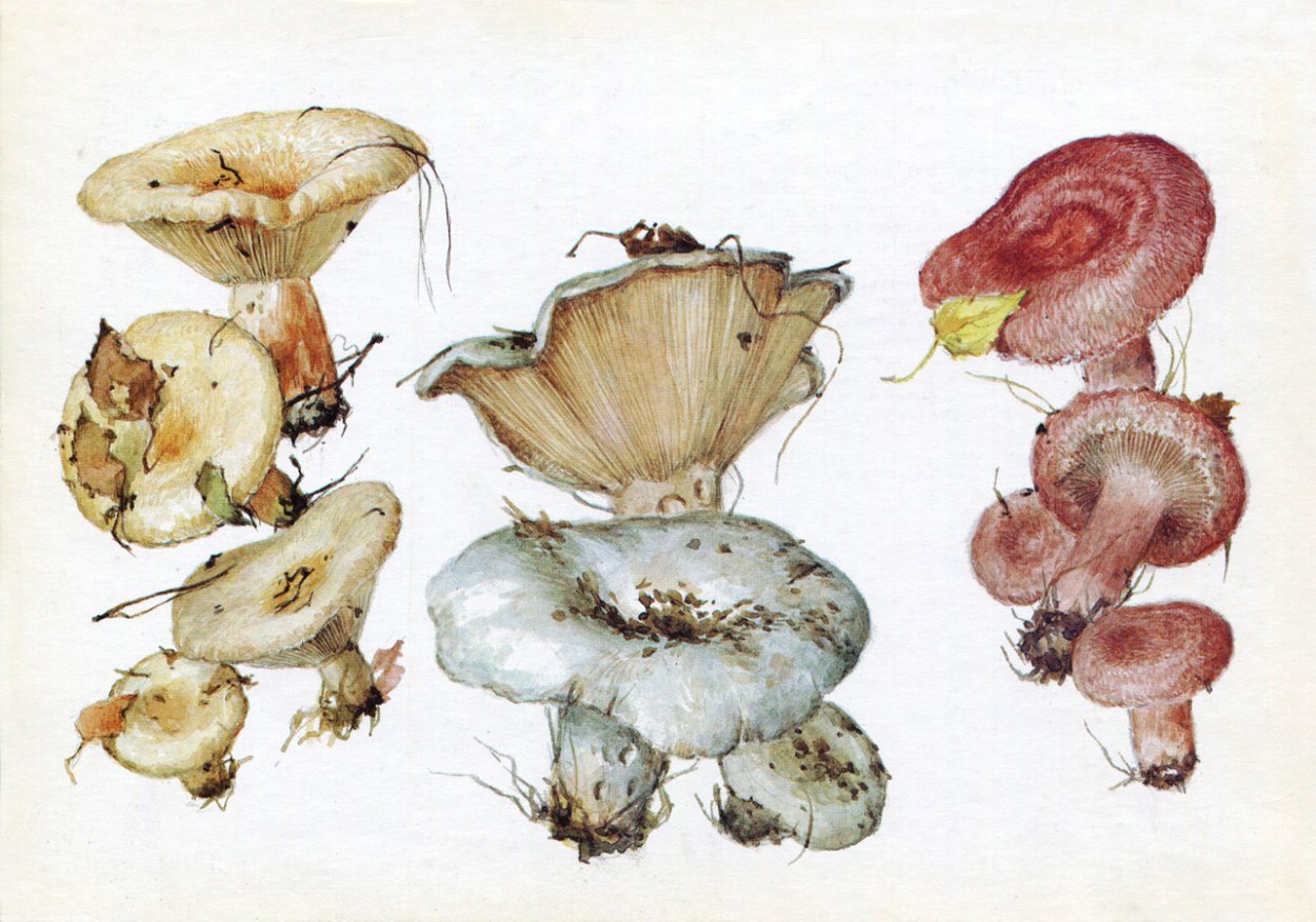 Волнушки грибы