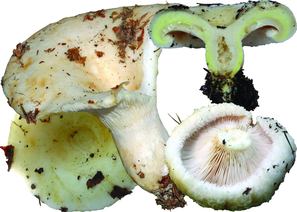 Груздь настоящий грибы