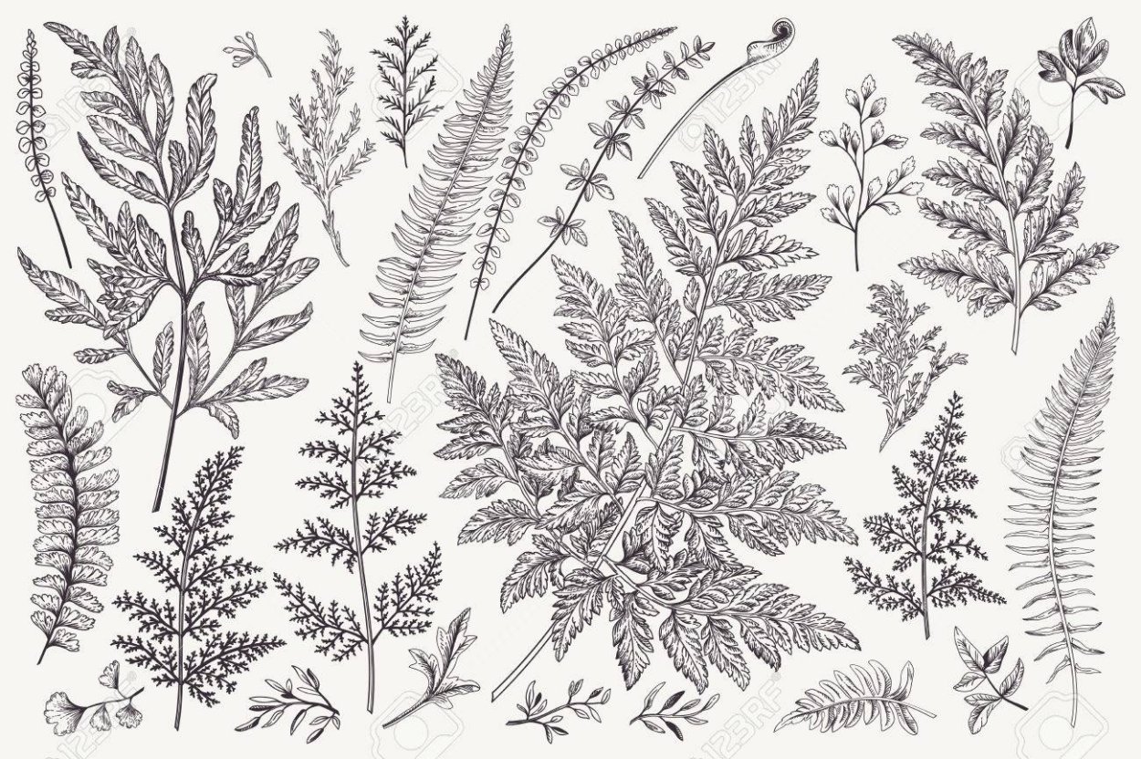 Папоротник Графика