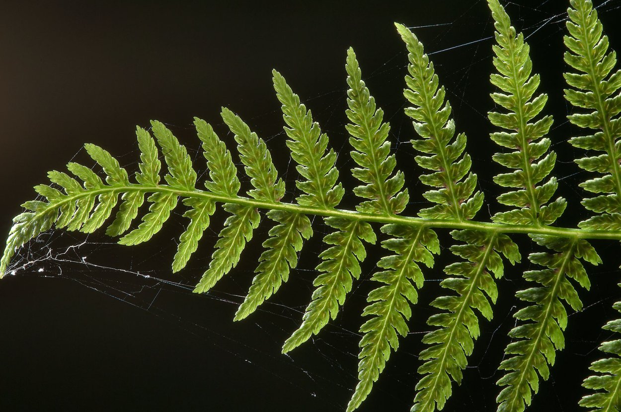 Папоротник большой лист