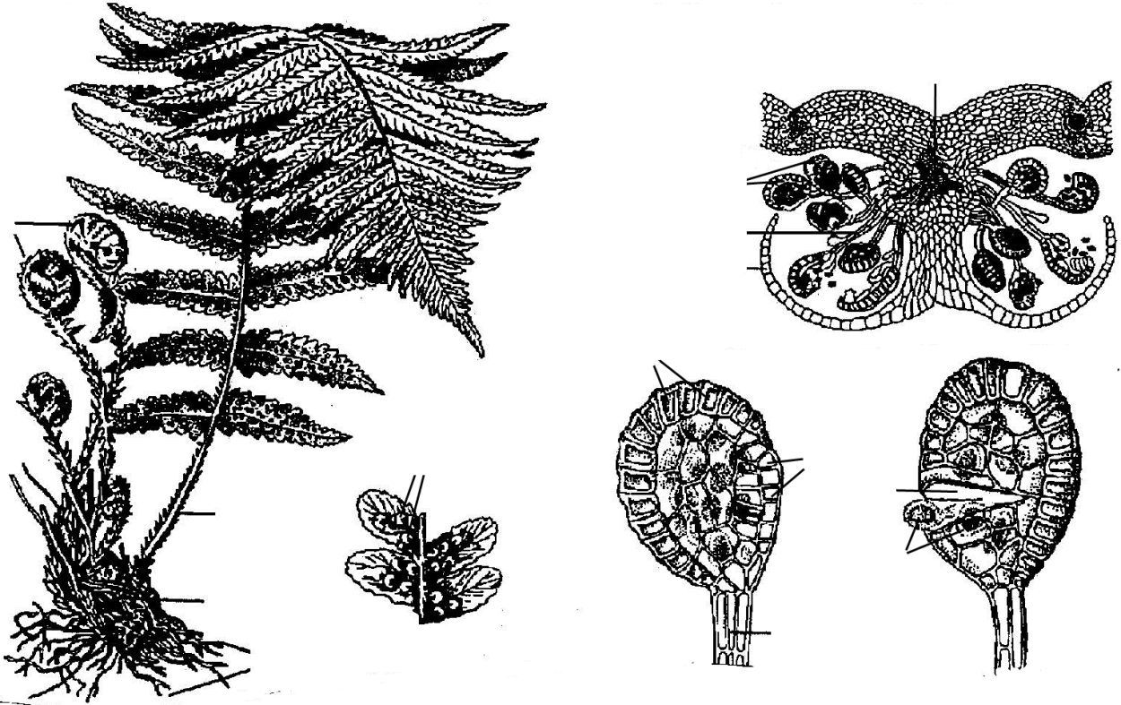 Отдел Папоротниковидные (Polypodiophyta)