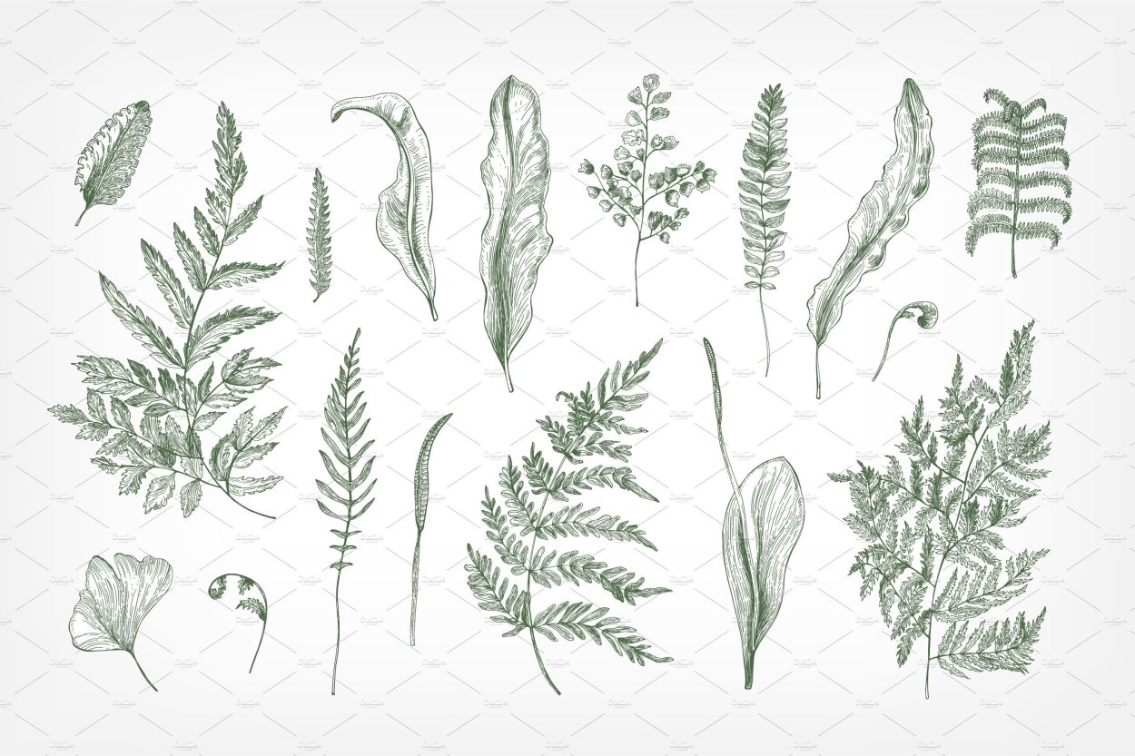 Папоротник hand drawn