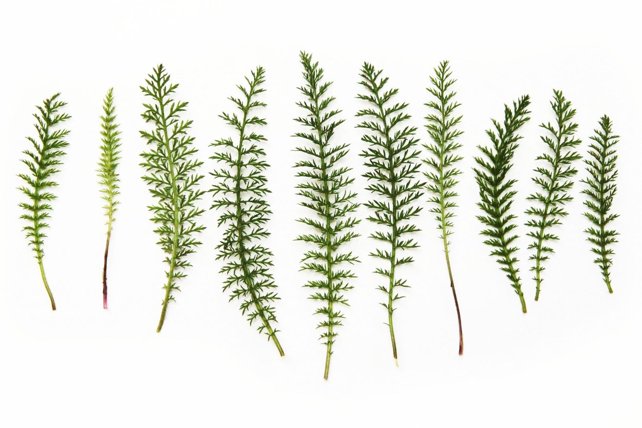 Achillea millefolium Leaf
