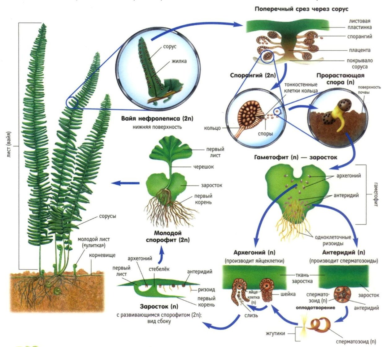 Размножение папоротникообразных схема