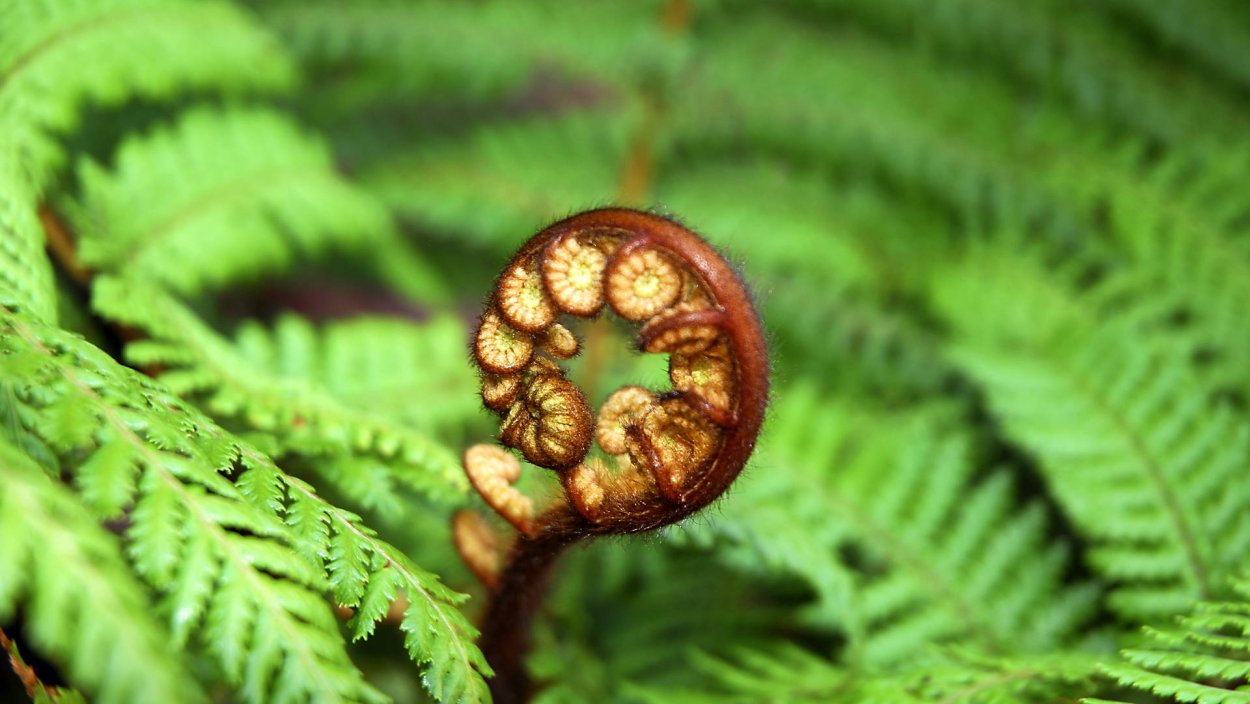 Цветущий папоротник