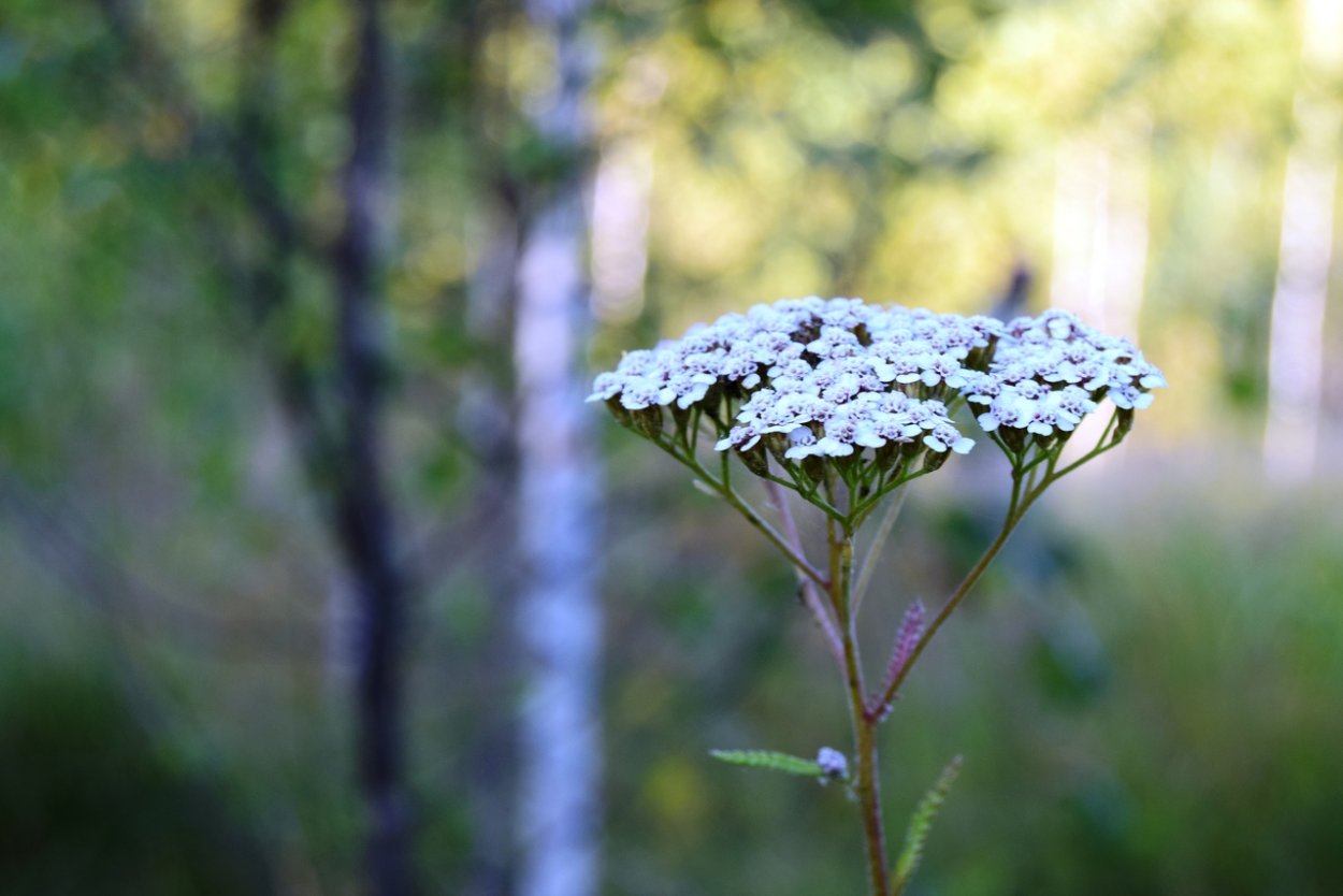 Маленькие белые цветы полевые гроздьями