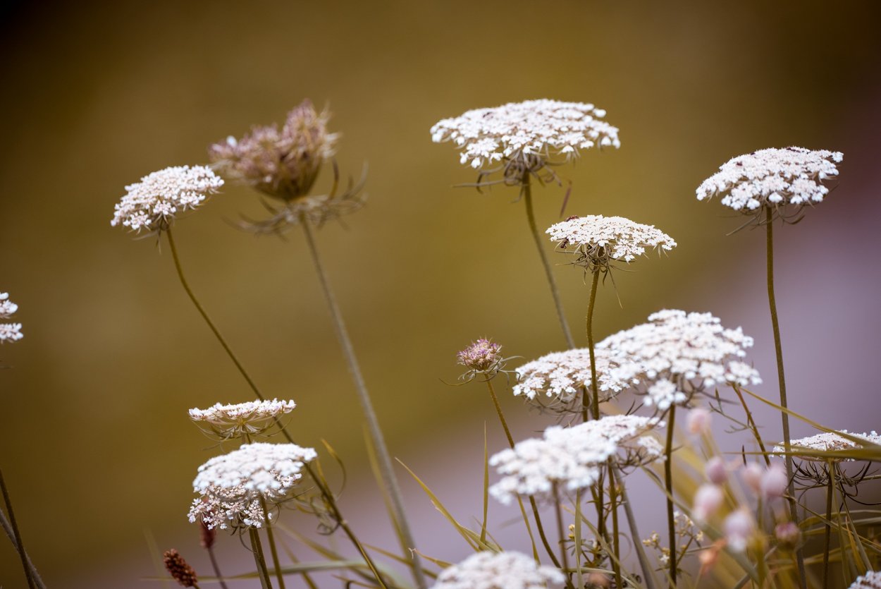 Полевое растение с белыми зонтиками