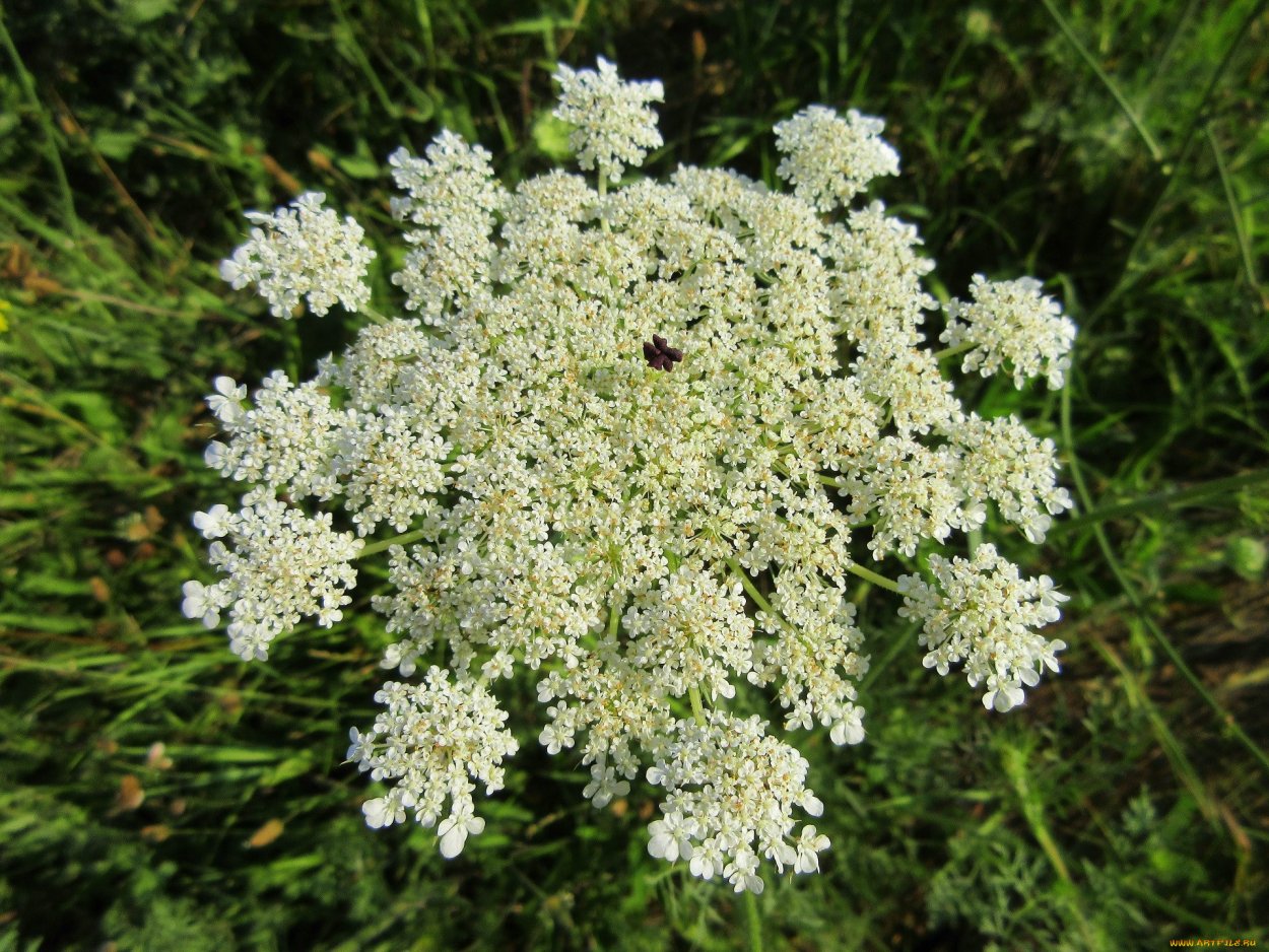 Зонтичные кашка Полевая