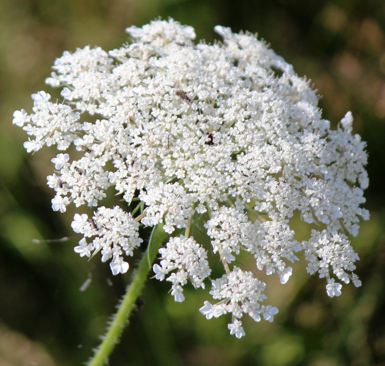 Тысячелистник зонтичный Achillea umbellata