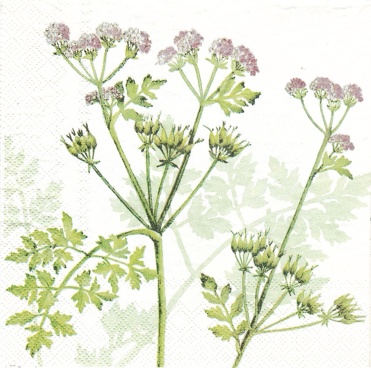 Полевые травы зонтичные