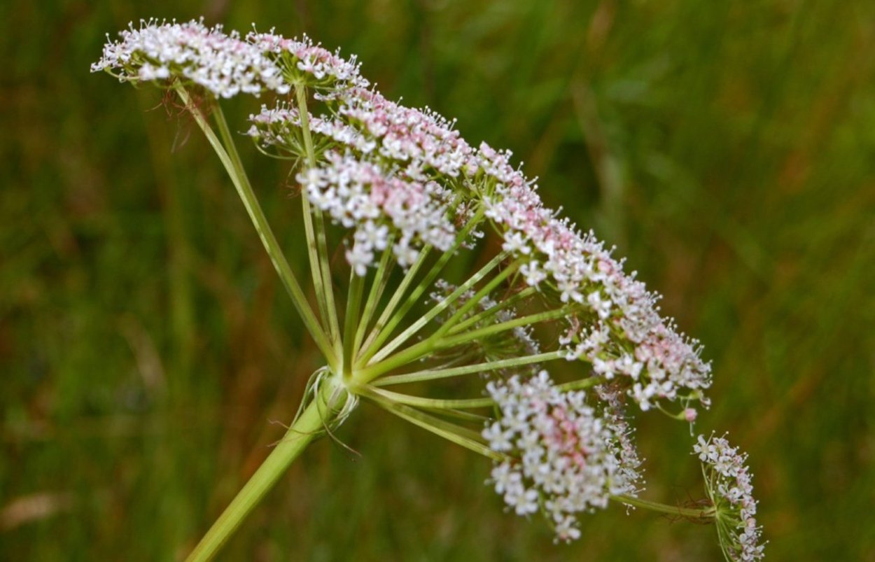 Зонтичные (Apiaceae)