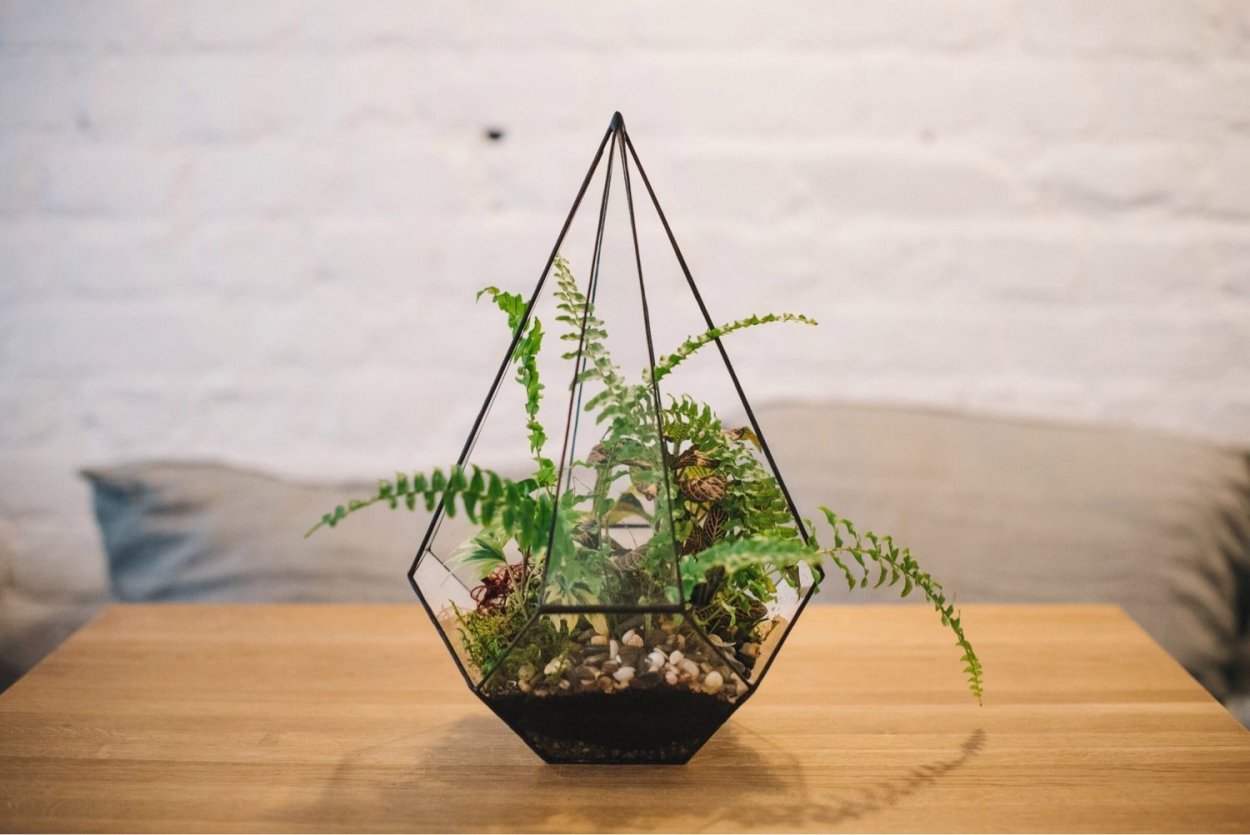 Флорариум с папоротником