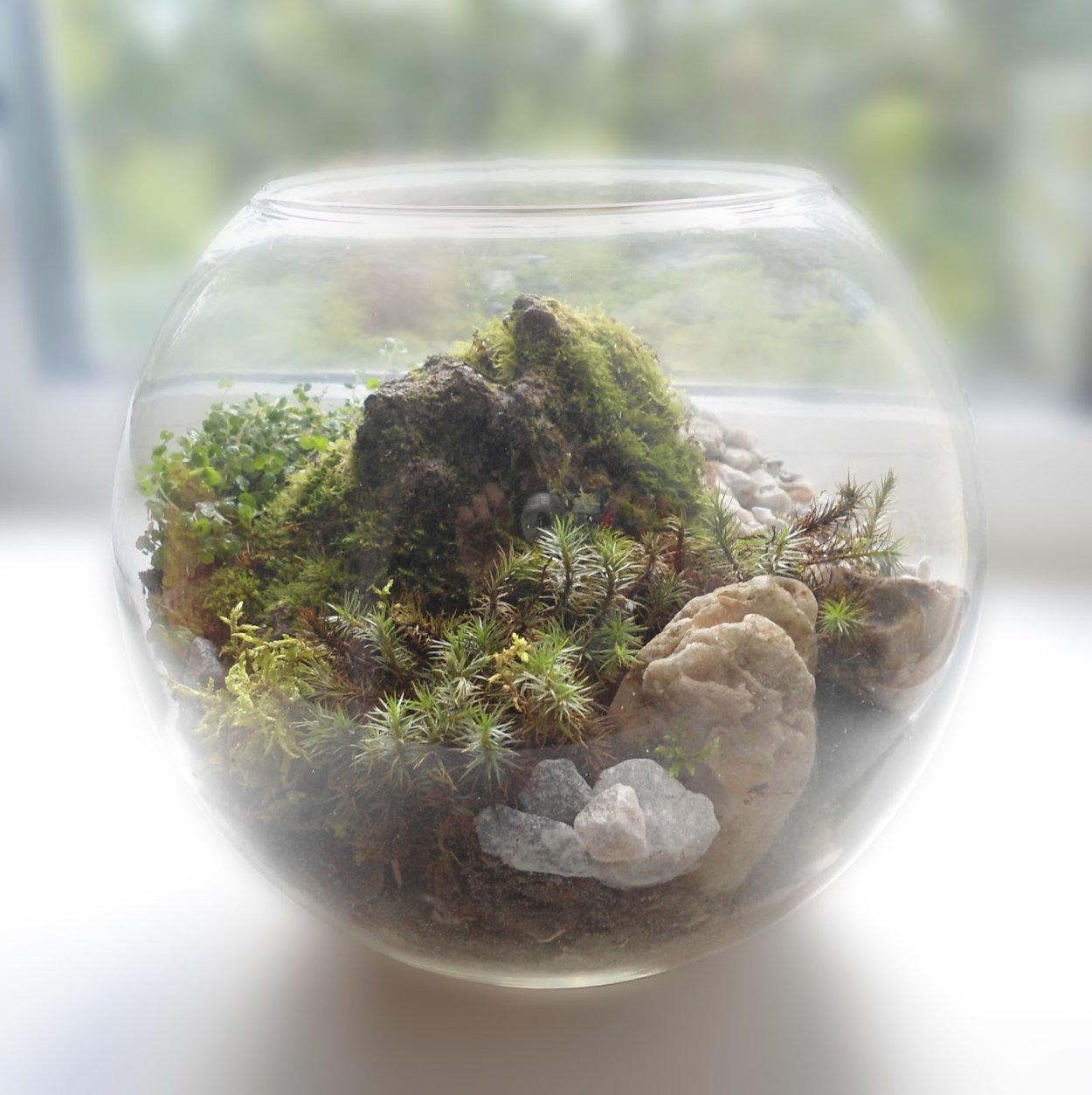 Terrarium Moss террариумный мох