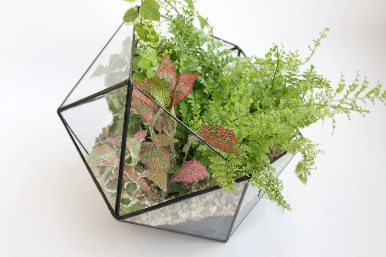 Флорариум папоротник фиттония