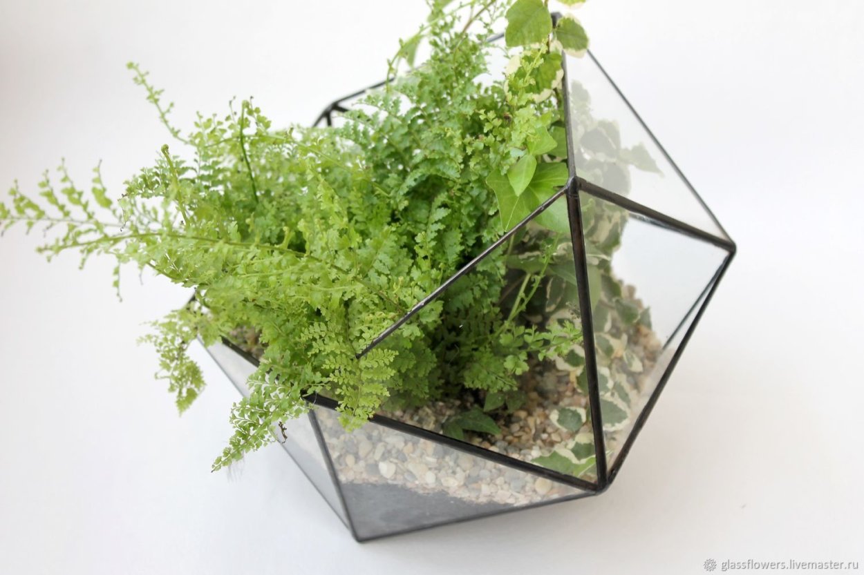 Флорариум с папоротником