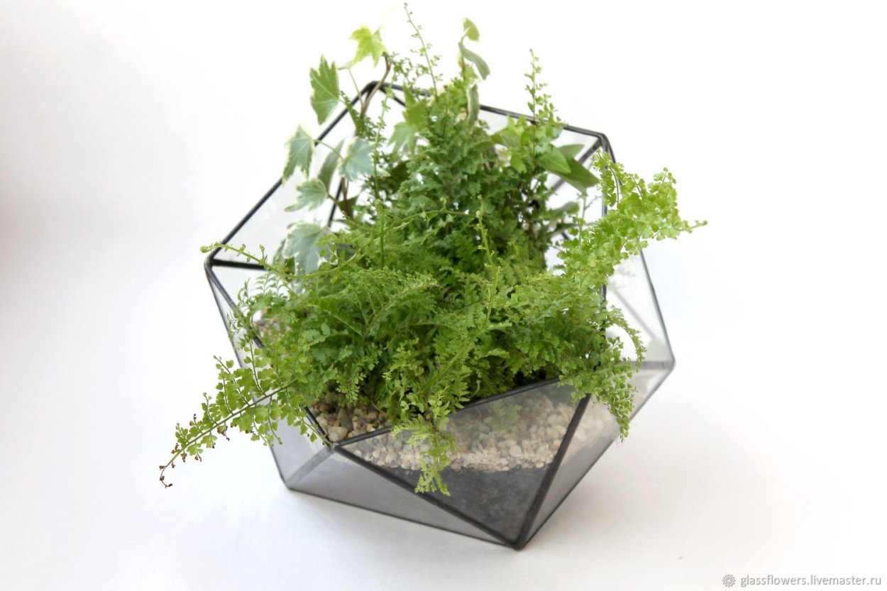 Флорариум с папоротником и мхом