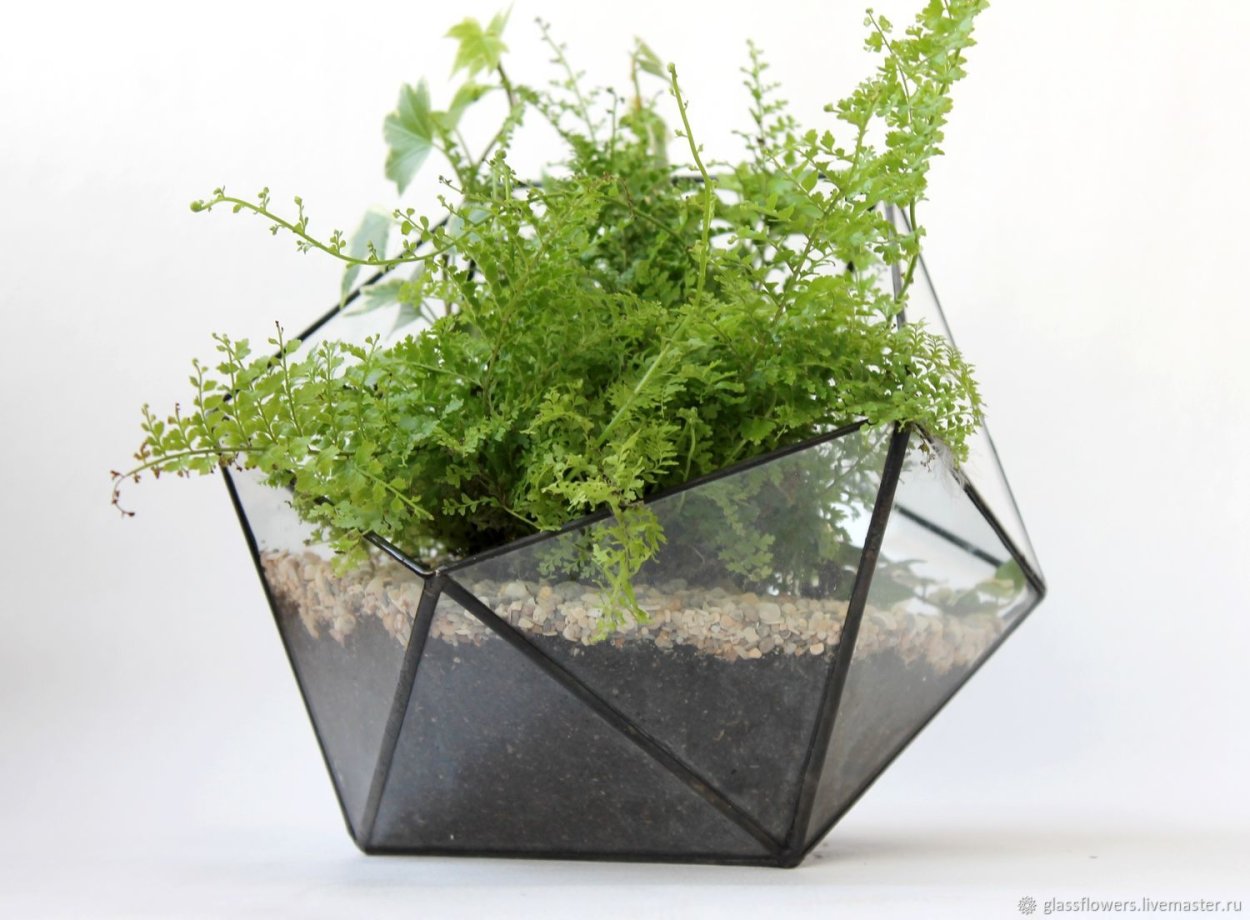 Флорариум с папоротником и мхом