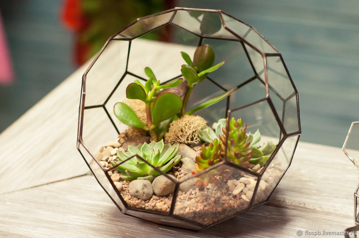 Камнеломка флорариум