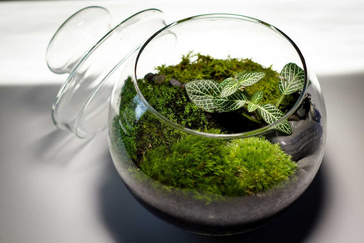 Мох селагинелла флорариум