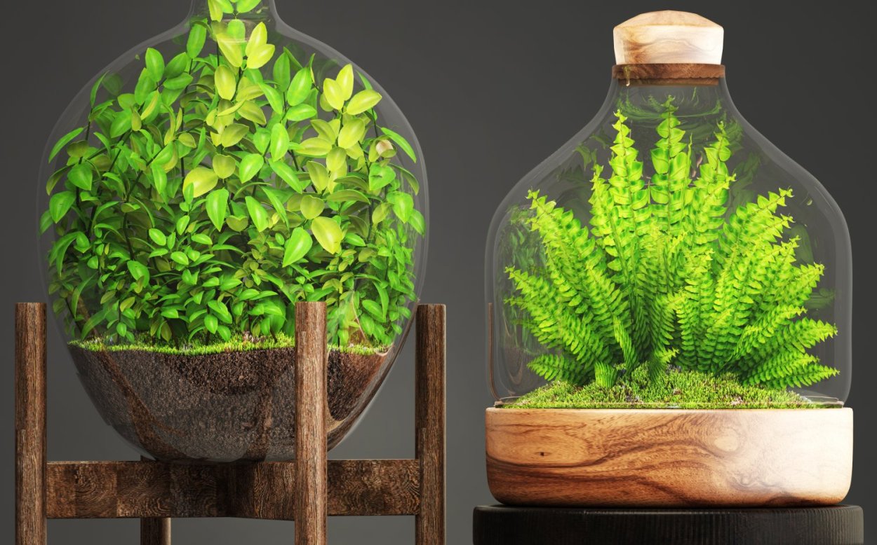 Флорариум папоротник бегония