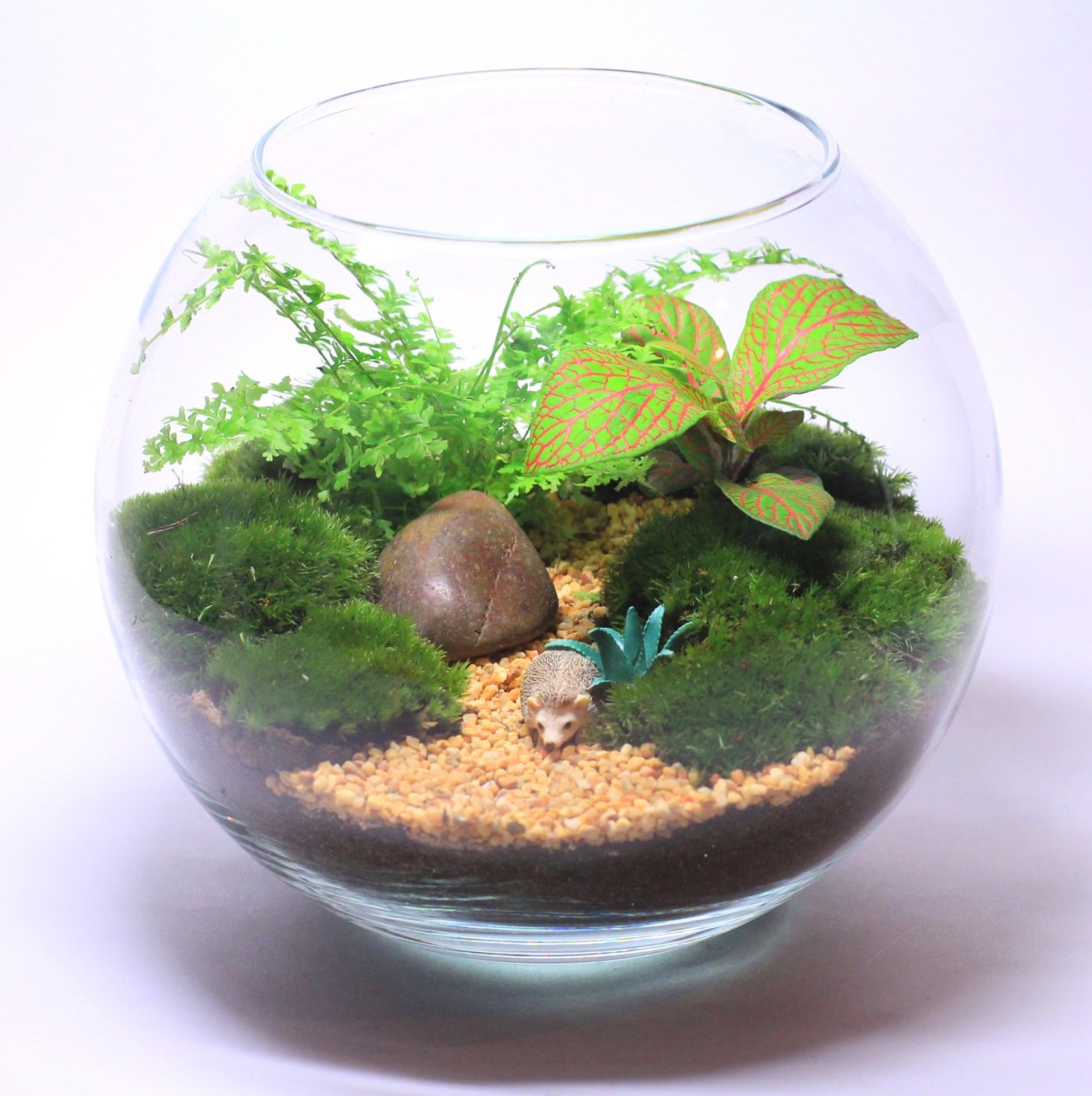 Флорариум пилея