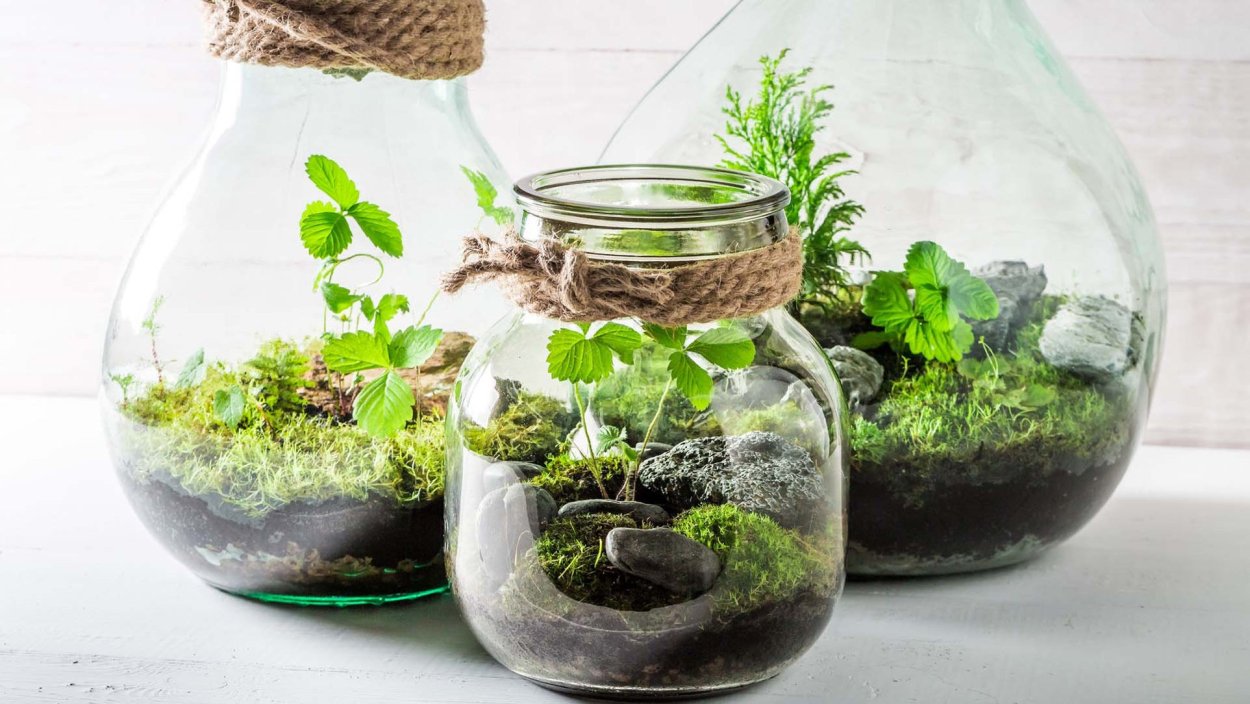 Террариум замкнутая экосистема