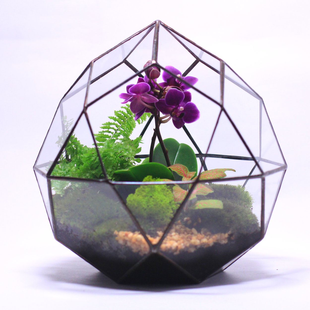 Флорариум сад орхидей